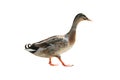 duck isolated on white Royalty Free Stock Photo