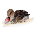 Duck isolated on white background .Duck Hand painted Watercolor illustrations.