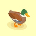 Duck Isometric Background