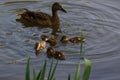 A duck with its ducklings which swim together