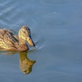 Duck and its reflection on calm Oquirrh Lake Royalty Free Stock Photo