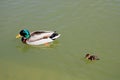 Duck with its young in the water