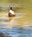 Duck just cooling it Royalty Free Stock Photo
