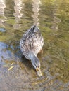 Duck in water, swimming in the river searching for food. sweet animal living in the wild Royalty Free Stock Photo