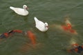 Duck with koi fish swimming in pond Royalty Free Stock Photo