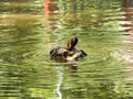 Duck in the lake Royalty Free Stock Photo
