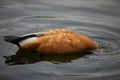 Duck on the lake with its head under water.