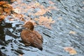 Duck is swimming on the Lake Royalty Free Stock Photo
