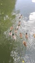 Duck, lake, nature, birds, duckweed