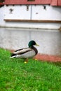 Duck at lake