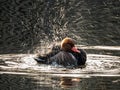 Duck in a lake splashing around water