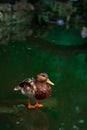 Duck on lake springtime animal photography theme vertical