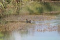 Duck in a Lake