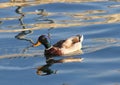 The duck of Lake Viverone Royalty Free Stock Photo