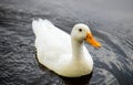 Duck in a lake Royalty Free Stock Photo