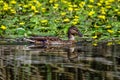 Duck in the lake and yellow flowers Royalty Free Stock Photo