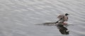 Duck landed on water/reflection Royalty Free Stock Photo