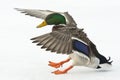 Landing Mallard Duck Royalty Free Stock Photo