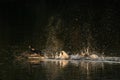 Duck landing into the river water while splashing with the evening sunlight Royalty Free Stock Photo
