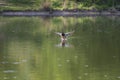 Duck lands on the surface of a pond Royalty Free Stock Photo