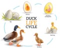 Duck Life Cycle Infographics Royalty Free Stock Photo