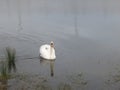 Duck life Royalty Free Stock Photo