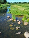 Duck life in the nature Royalty Free Stock Photo