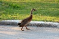 Duck with light brown to black feathers running down asphalt road with white feather on beak and grass in background Royalty Free Stock Photo