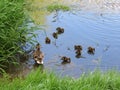 Duck with little ducklings in the river Dubrovenka Royalty Free Stock Photo