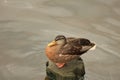 Duck on a log Royalty Free Stock Photo