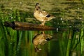 Duck on a Log with Reflection Royalty Free Stock Photo