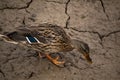 Duck looking for insects and water in dried mud