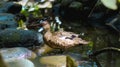 Duck lophonetta specularioides specularioides in the usual habitat in the forest Royalty Free Stock Photo