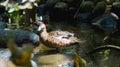 Duck lophonetta specularioides specularioides in the usual habitat in the forest Royalty Free Stock Photo