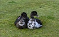 Duck Love Royalty Free Stock Photo