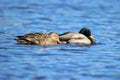 Duck Love Royalty Free Stock Photo