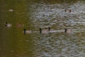 8 duck male and a duck female on the lake, in Tineretului Park, Bucharest Royalty Free Stock Photo