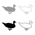 Duck Male mallard Bird Waterbird Waterfowl Poultry Fowl Canard silhouette grey black color vector illustration solid outline