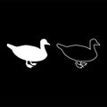 Duck Male mallard Bird Waterbird Waterfowl Poultry Fowl Canard silhouette white color vector illustration solid outline style