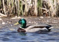 Duck Royalty Free Stock Photo