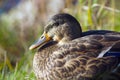 Duck close-up green mallard male wildlife hunting water bird nature Royalty Free Stock Photo