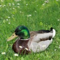 Duck mallard Royalty Free Stock Photo