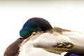 Duck/Mallard