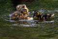 Duck mallard chickens