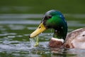 Duck mallard freshly emerged from the water Royalty Free Stock Photo