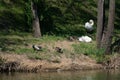 Duck mallard male female and white mute swans on the shore of the park lake in Moldova Royalty Free Stock Photo