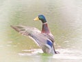 duck mallard waterbird water pond fowl wings flight animals pets migration flapping flap fly Royalty Free Stock Photo