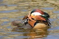 Colourful male Mandarin duck,Aix galericulata, preening his feathers Royalty Free Stock Photo