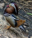 Duck mandarin