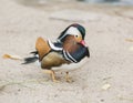 Duck Mandarin